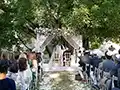 Jewish wedding under the 7-trunk sycamore tree