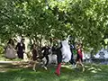 sycamore tree and wedding photo shoots