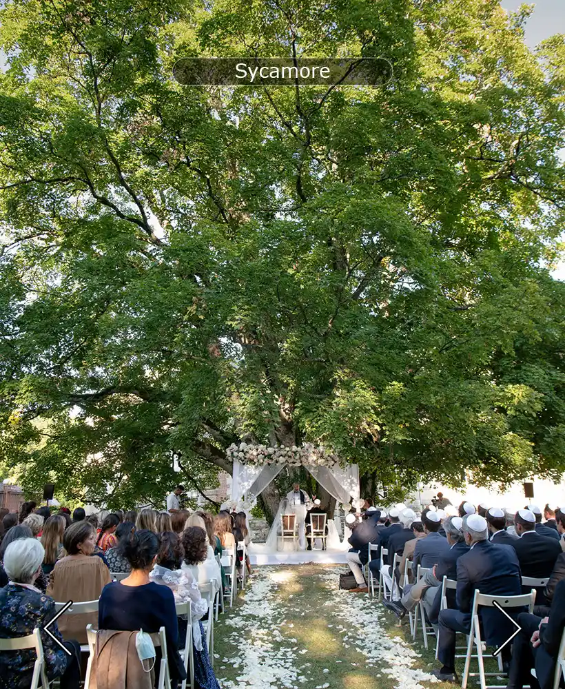 Jewish ceremony under the 7 trunks sycamore