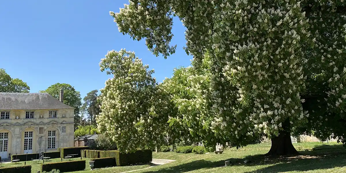the chateau's chestnut tree in spring