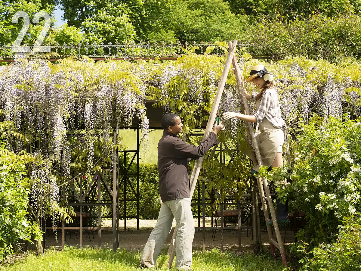 la glycine de la Closerie pour un mariage